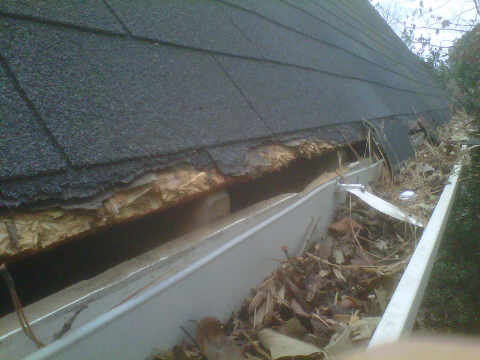 Raccoon Hole in Roof